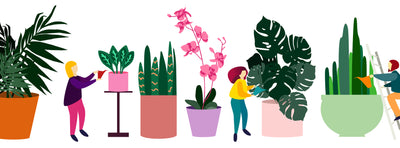 Which Houseplants Get The Biggest? 5 Common Houseplants that Make Huge Statements