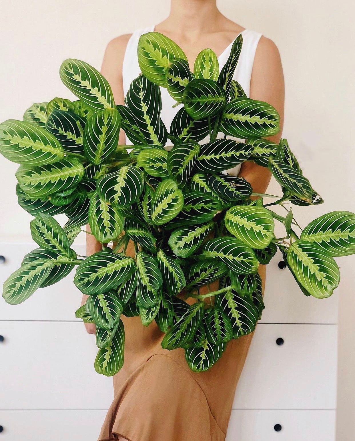 Maximize your Space with the Help of #PlantFluencer @MyPeacefulMoment on Instagram