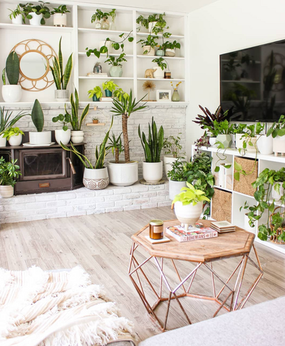Leaf + Lolo | Plant Care and Interior Design with #Plantfluencer Lindsay Wallstrum