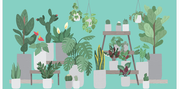 Which Houseplants Absorb the Most CO2?