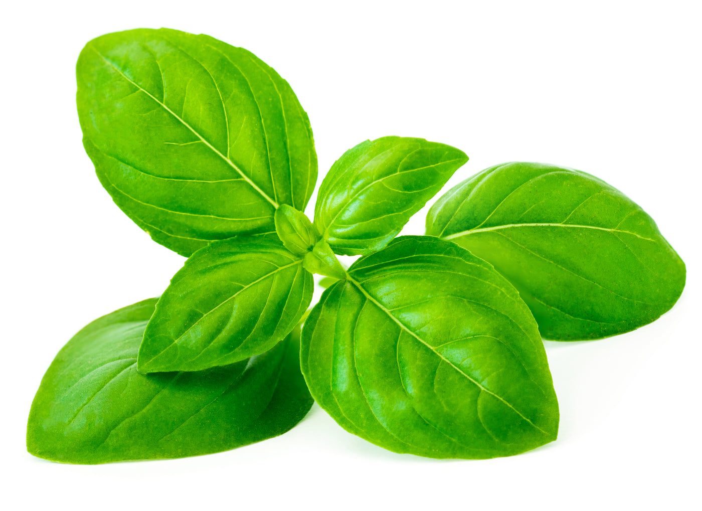 Planting Basil- Everything You Need to Know
