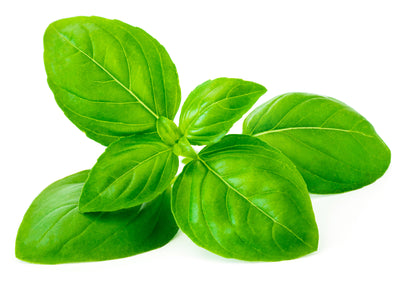 Everything You Need to Know About Growing Basil