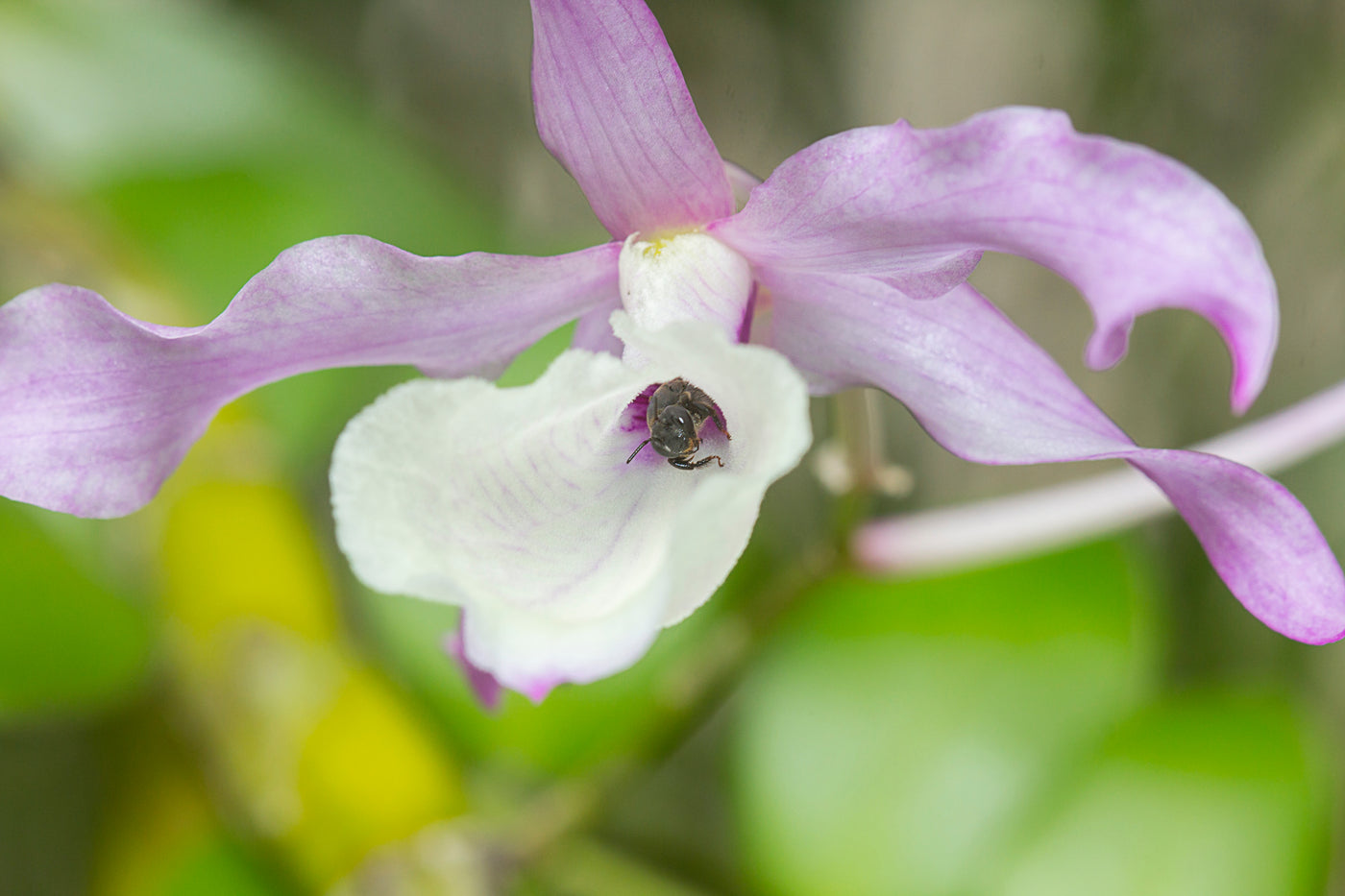 Guide to Pollinating Orchids