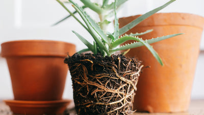 When Should I Repot my Houseplants? -Follow These 6 Easy Steps!